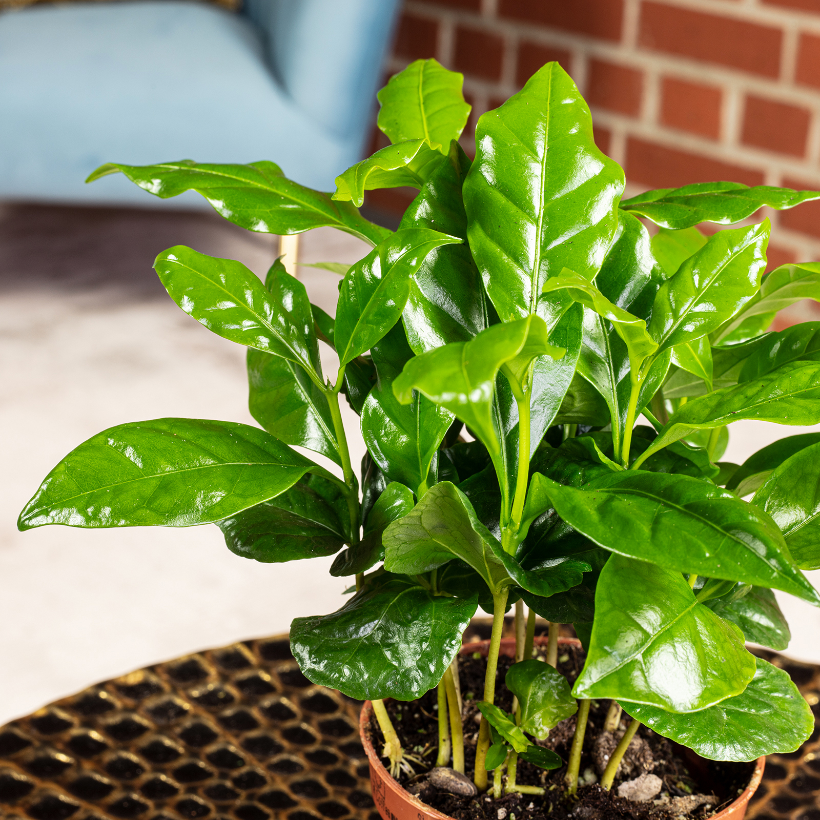 Coffea arabica  Exotische Kaffeepflanze fr dein Zuhause, ca. 15 cm hoch,  Topf- | eBay.de