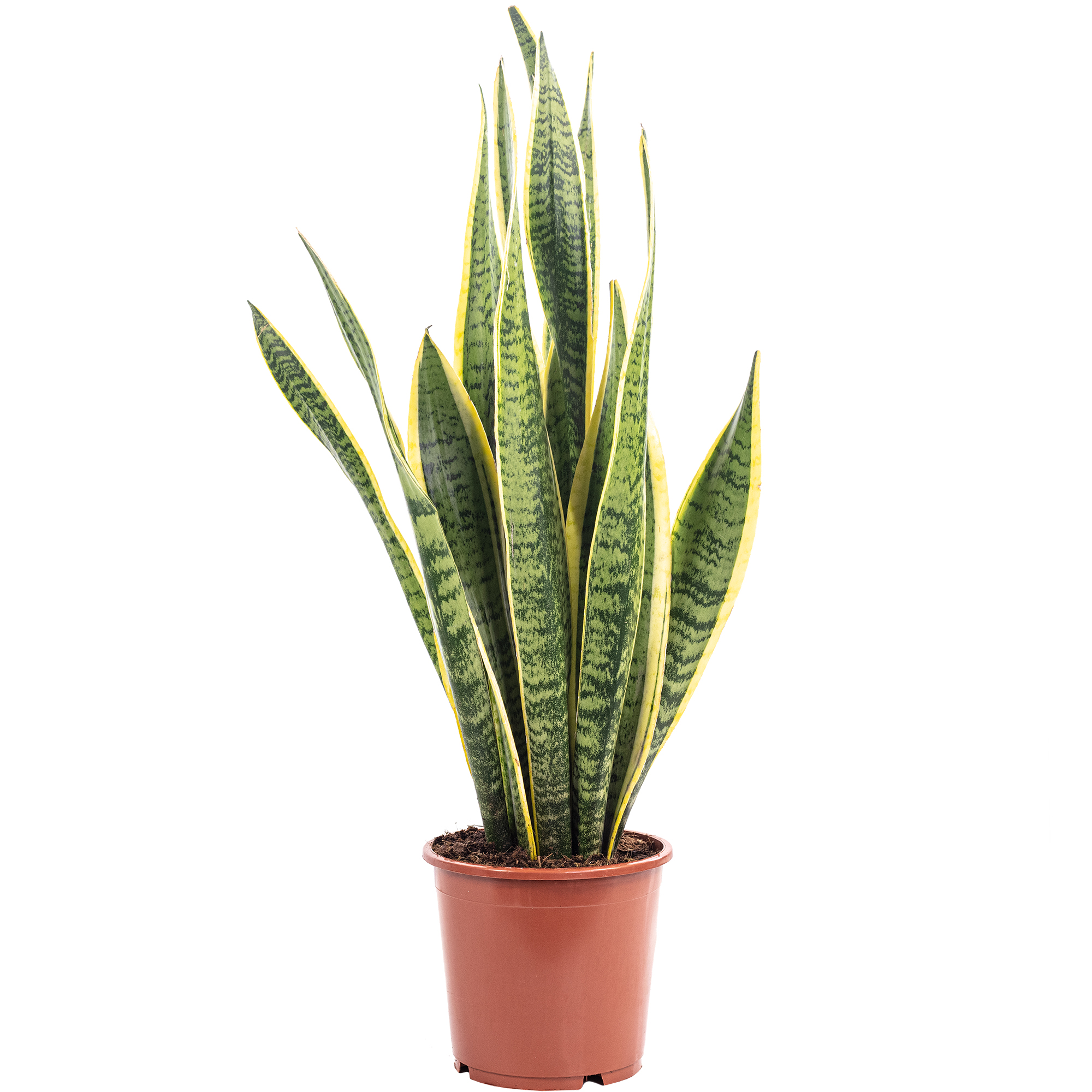 Bloomique Sansevieria Straight  Schwiegermutterzunge Bogenhanf 20-30 Cm   Pflegeleichte Zimmerpflanze