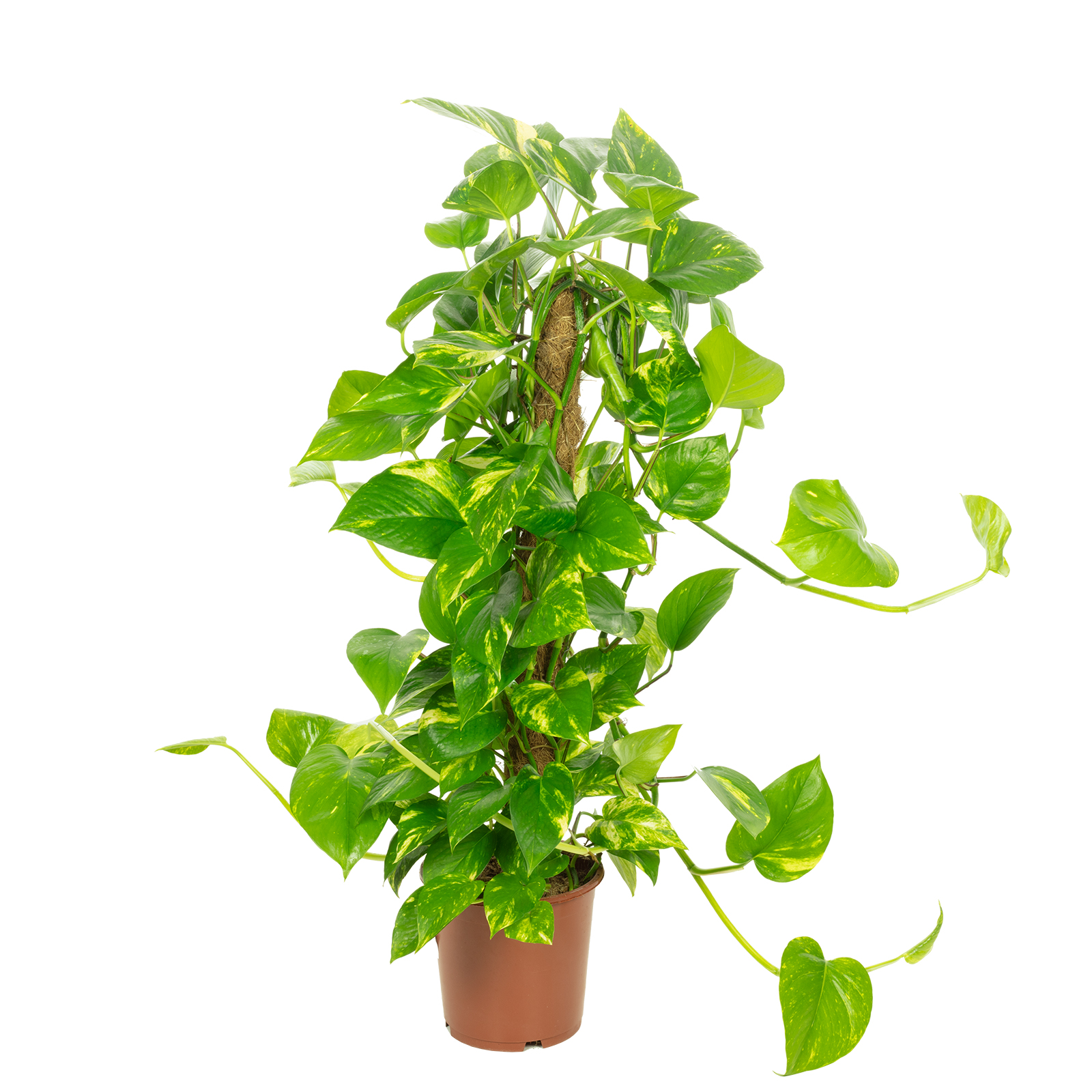 welche erde für goldfruchtpalme Goldfruchtpalme kaufen | Areca lutescens main image 0