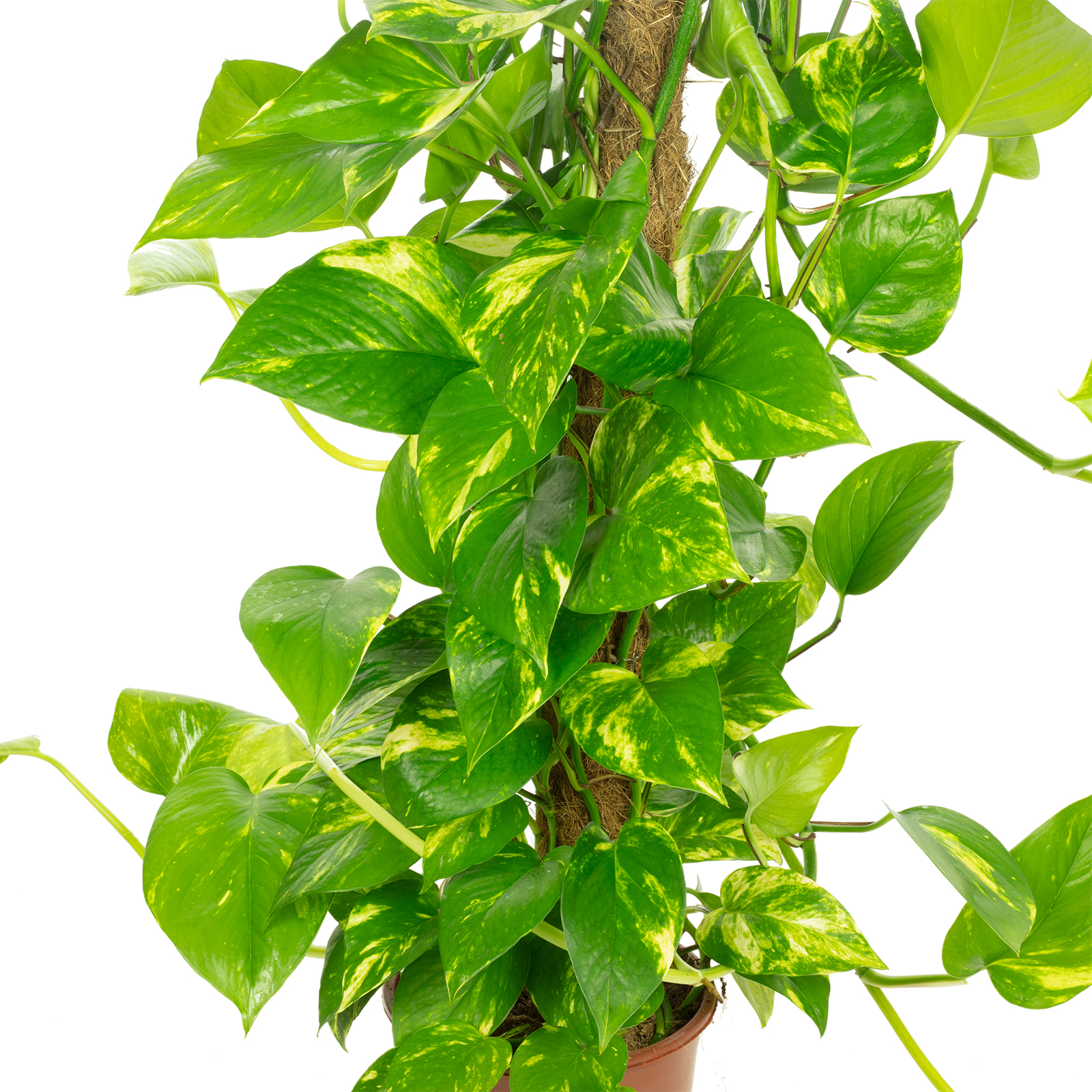 elefantenfuß 180 cm Elefantenfuß | Beaucarnea recurvata main image 0