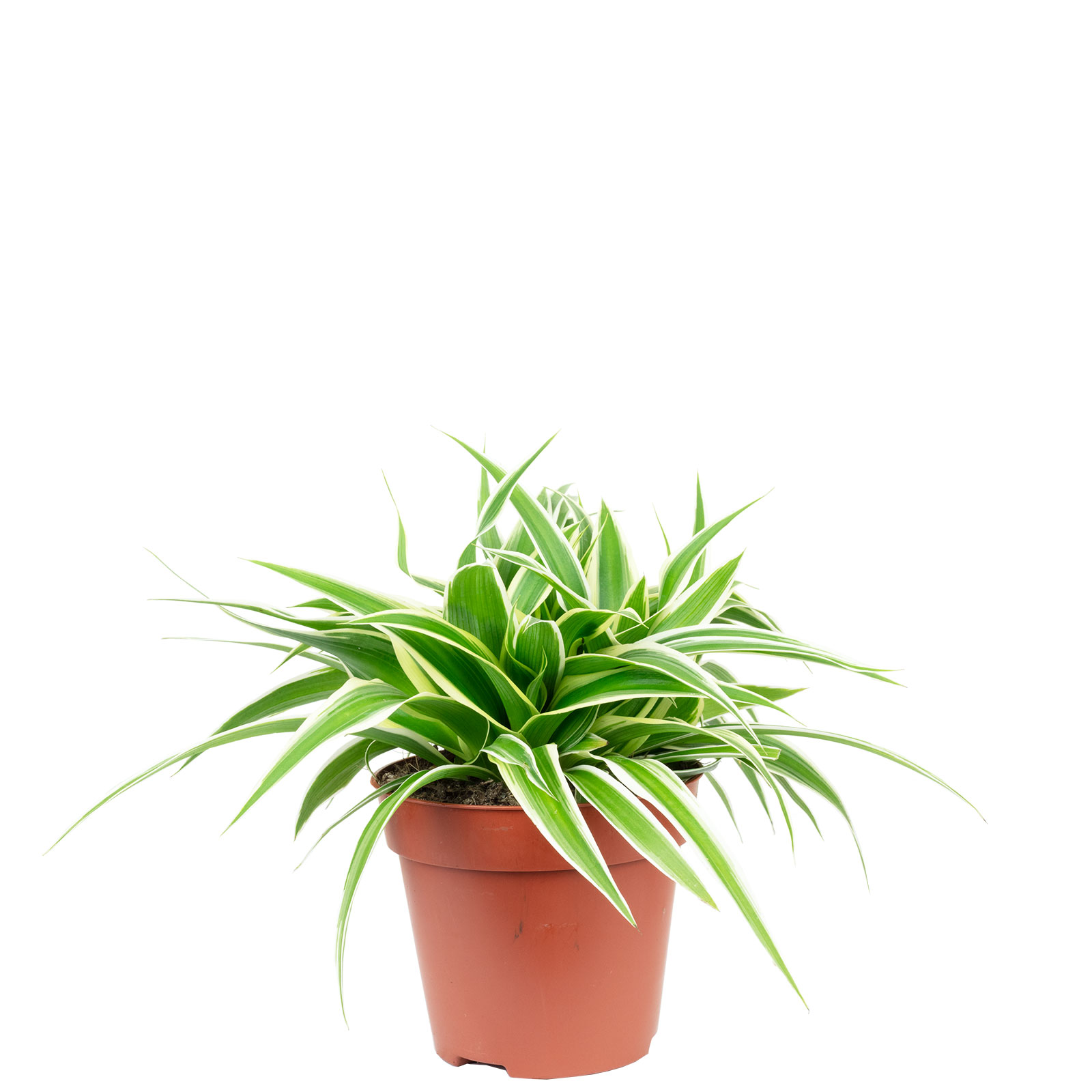 Pflegeleichte Grnlilie "Ocean" - Chlorophytum Comosum - ca. 15 cm hoch,  Topf- | eBay.de