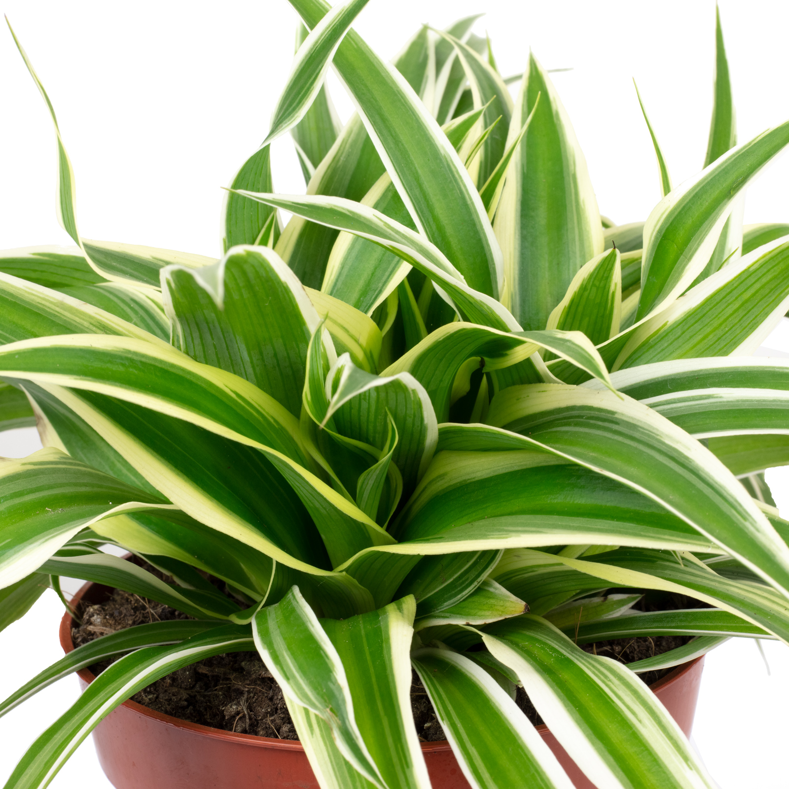 monstera deliciosa xxl Monstera deliciosa