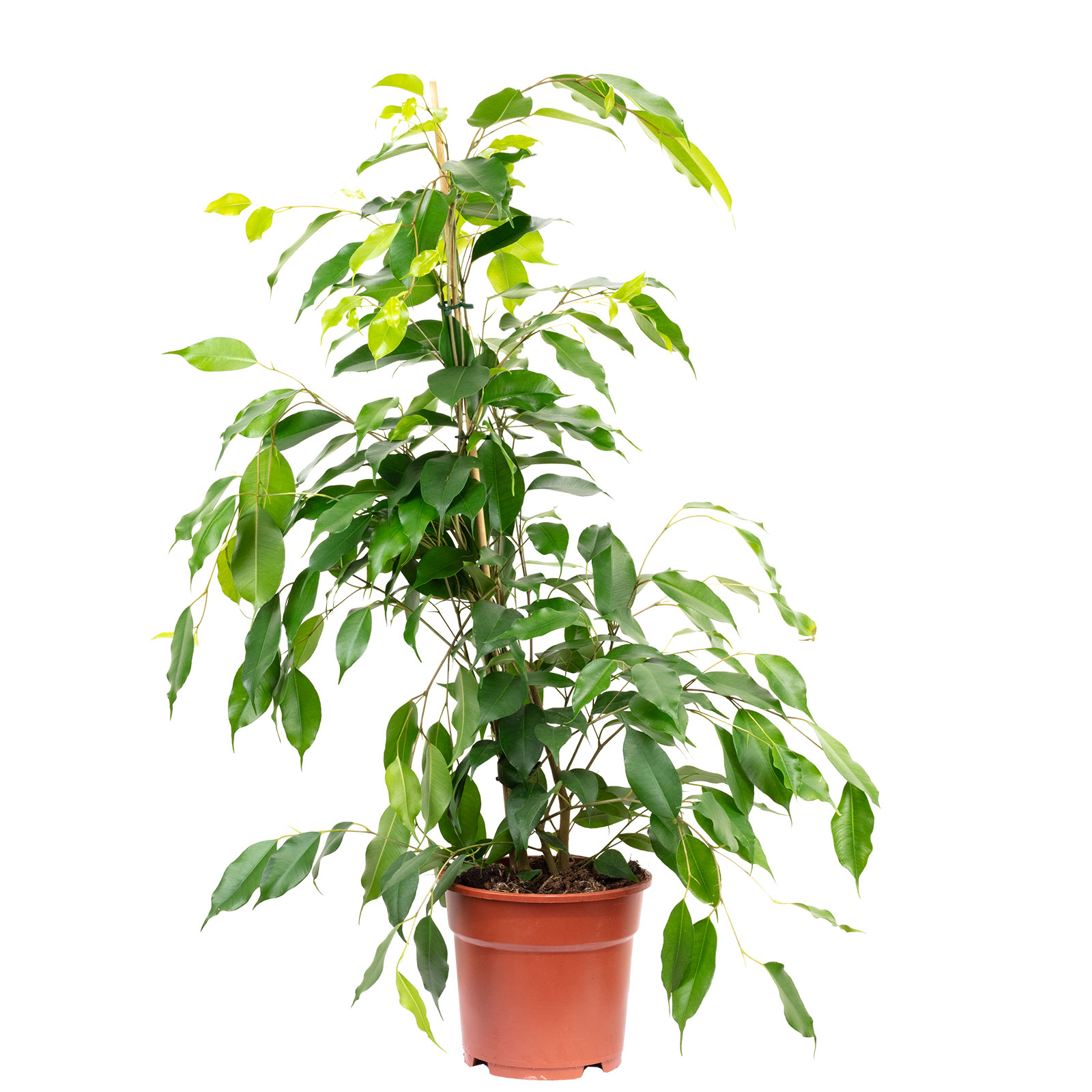 Paket] Pflegeleichete Birkenfeige "Forever" - Ficus benjamini - ca. 75 cm  hoch, Topf- 17 cm | Flowerbox Pro Floristikbedarf Onlineshop (vormals  Blumenzentrale)