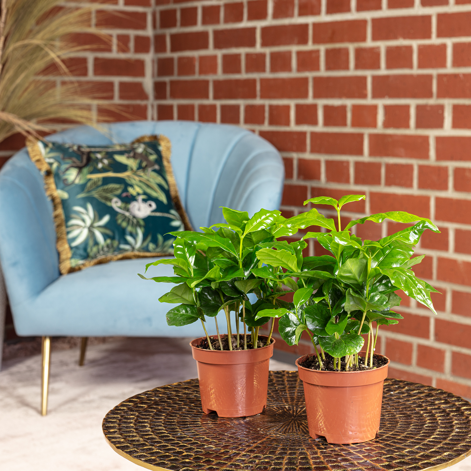 Paket] 2er-Set Coffea arabica  Exotische Kaffeepflanze fr dein Zuhause,  ca. 15 cm hoch, Topf- 9 cm | Flowerbox Pro Floristikbedarf Onlineshop  (vormals Blumenzentrale)