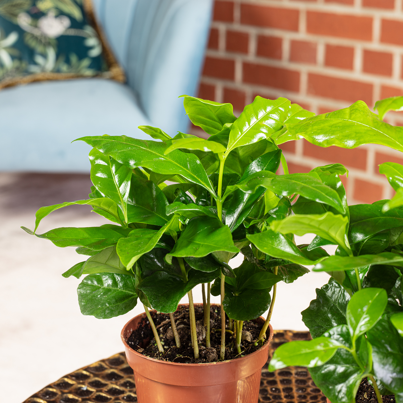 Paket] 2er-Set Coffea arabica  Exotische Kaffeepflanze fr dein Zuhause,  ca. 15 cm hoch, Topf- 9 cm | Flowerbox Pro Floristikbedarf Onlineshop  (vormals Blumenzentrale)