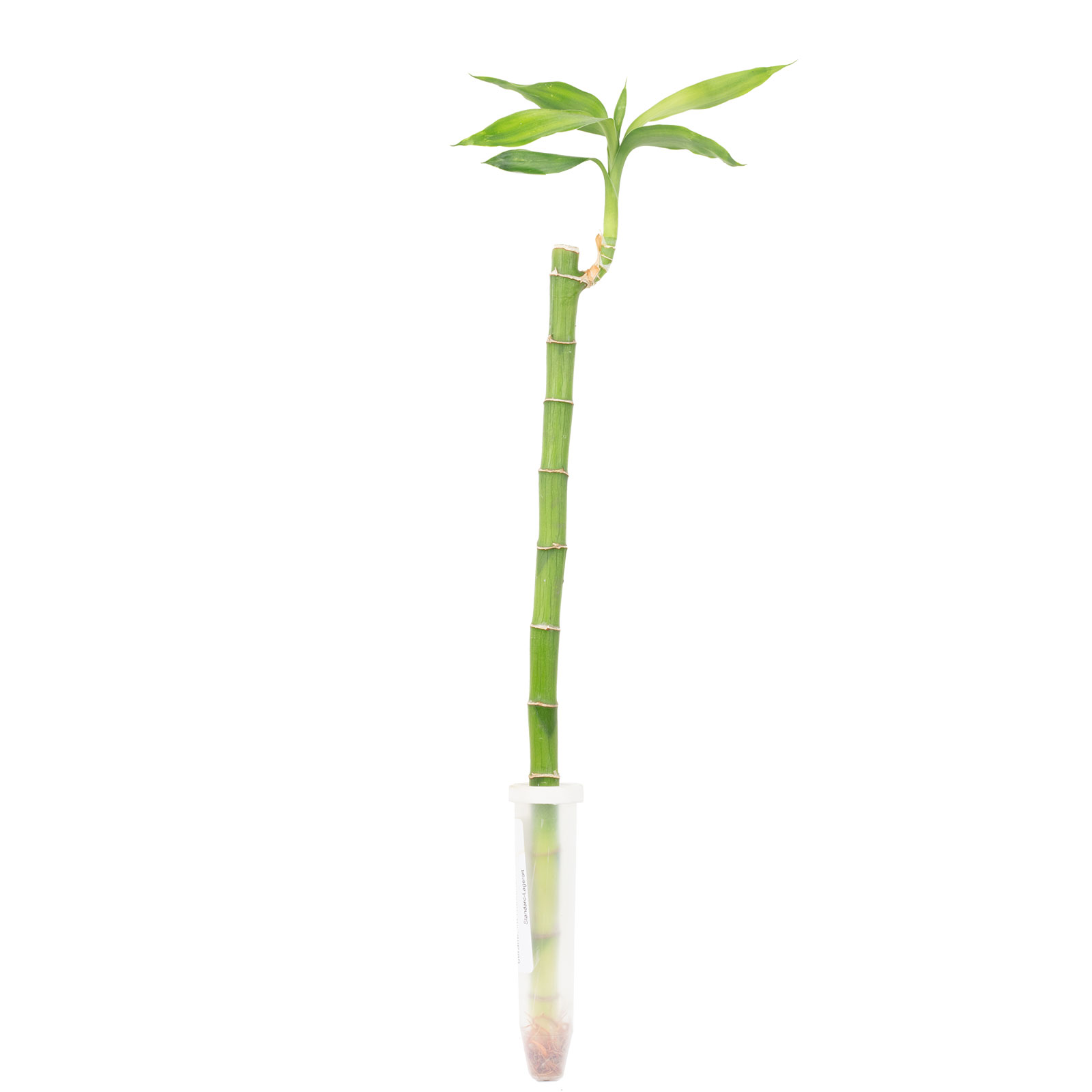 Paket] Glcksbambus "Lucky Bamboo" im Rhrchen - Dracaena Sanderiana mit  geradem Stngel - Lnge ca. 50 cm | Flowerbox Pro Floristikbedarf  Onlineshop (vormals Blumenzentrale)