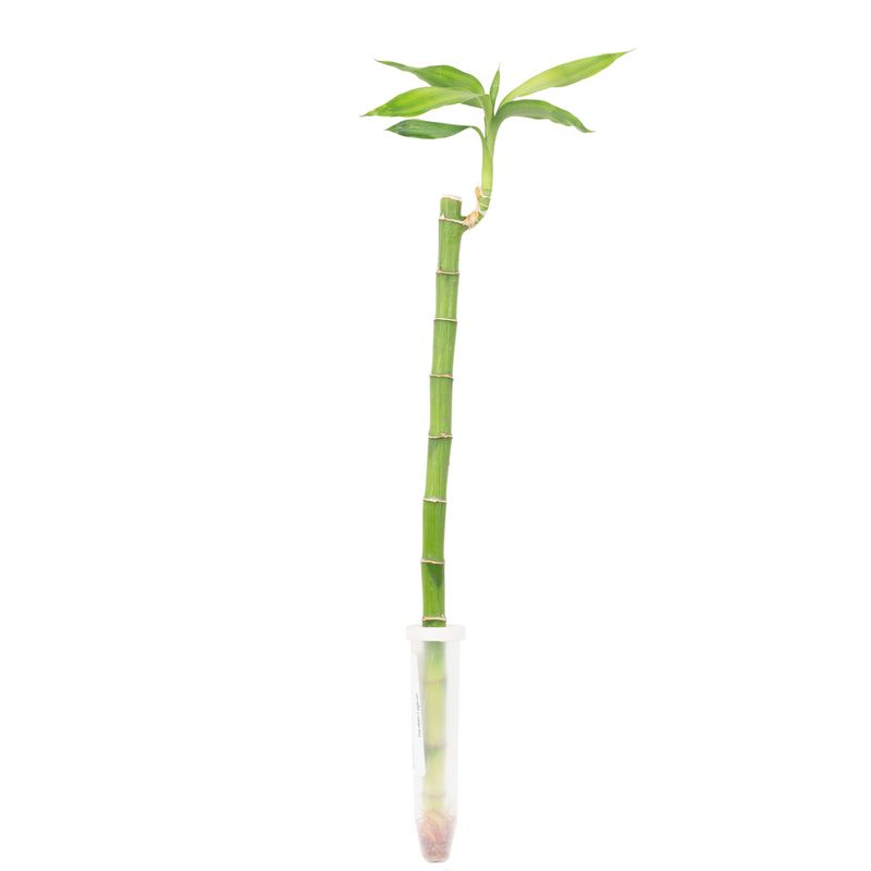 graft a cactus Moon Cactus | Red Graft Cactus | Cactus for Sale
