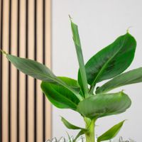 Bananenpflanze - Musa tropicana - Hhe ca. 30 cm, Topf- 12 cm | Flowerbox  Pro Floristikbedarf Onlineshop (vormals Blumenzentrale)
