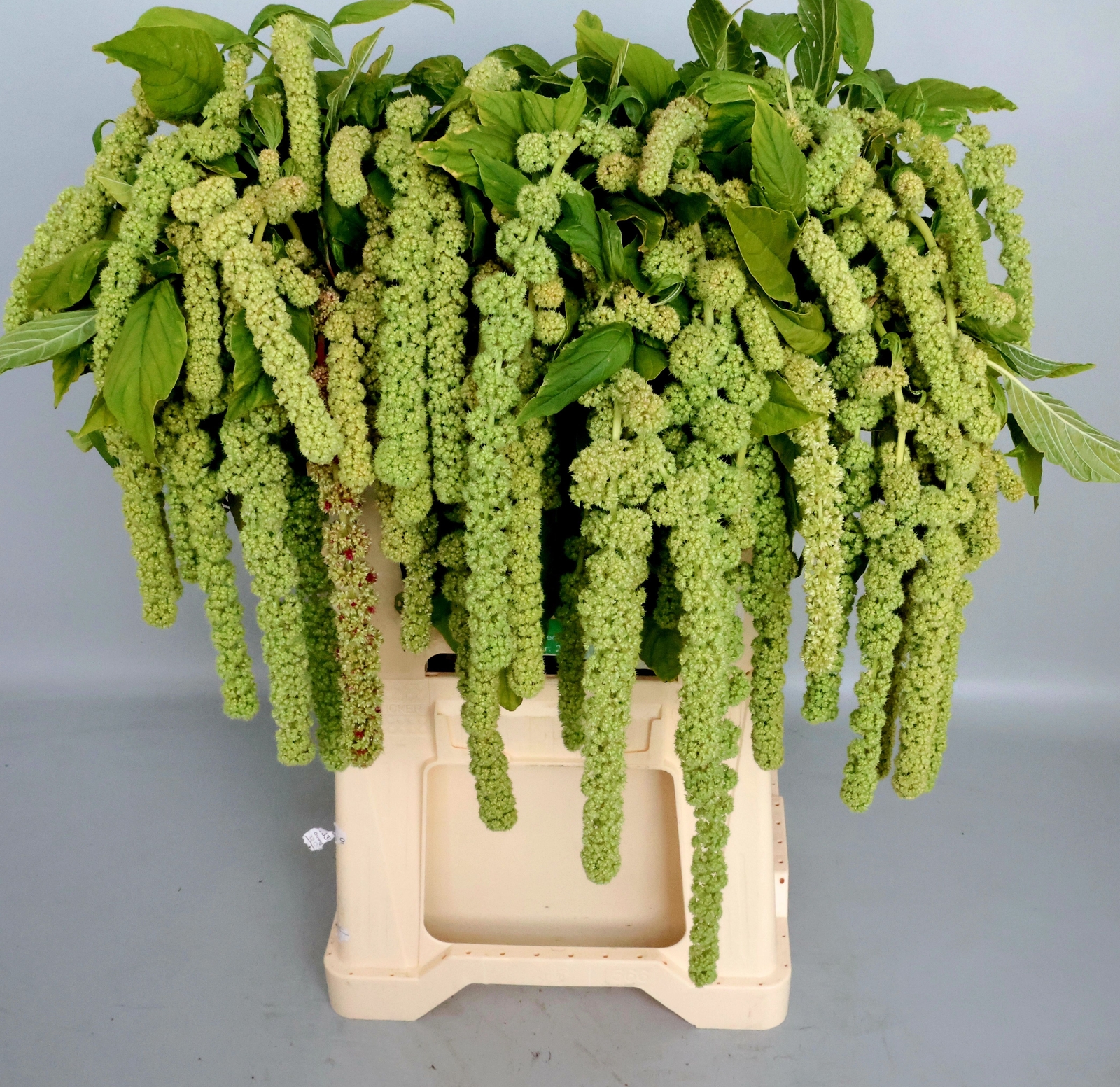 Bund Garten-Fuchsschwanz grn Amaranthus caudatus 'Cycloop' - Stiellnge  ca. 50-60 cm | Flowerbox Pro Floristikbedarf Onlineshop (vormals  Blumenzentrale)