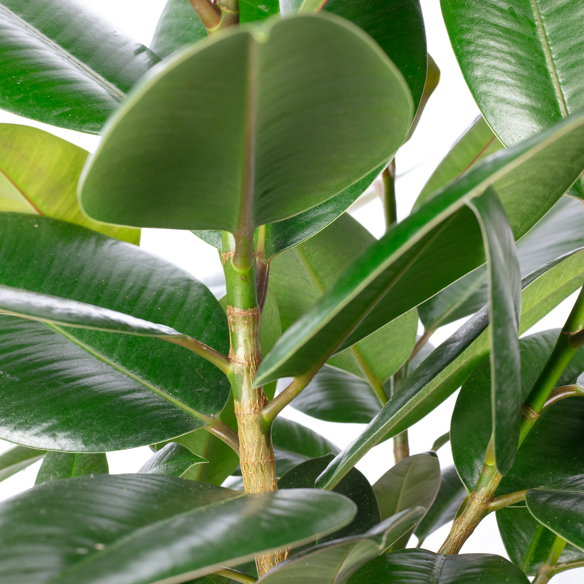 Gummibaum verzweigt - Ficus elastica 'Robusta' - Hhe ca. 50 cm, Topf- 17  cm | Flowerbox Pro Floristikbedarf Onlineshop (vormals Blumenzentrale)