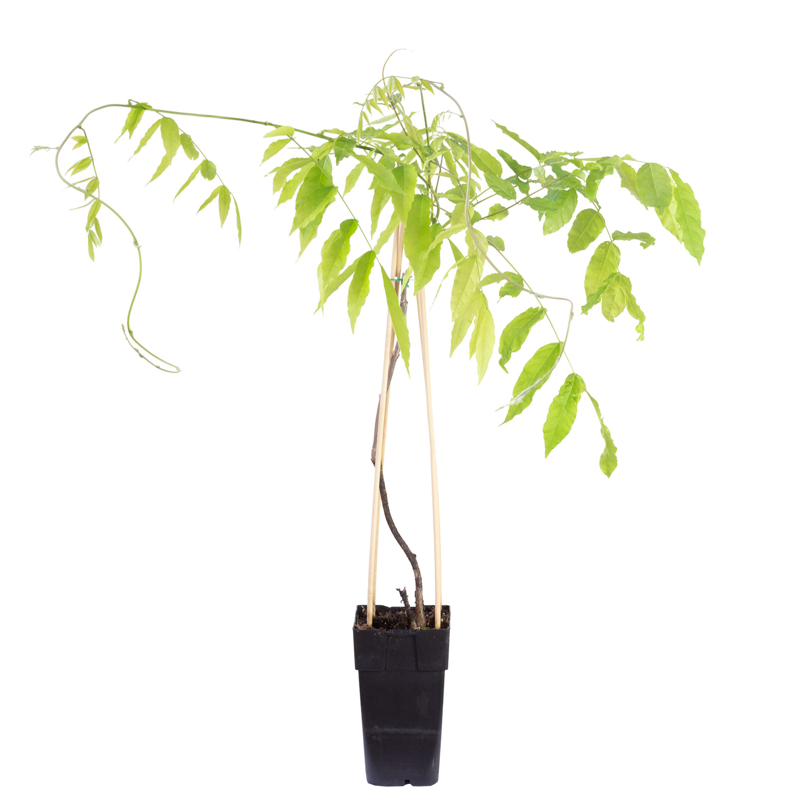 Rosafarbener japanischer Blauregen - Hhe ca. 50 cm, Topf- 15 cm -  Wisteria Floribunda 'Rosea' | Flowerbox Pro Floristikbedarf Onlineshop  (vormals Blumenzentrale)