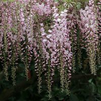 Rosafarbener japanischer Blauregen - Hhe ca. 50 cm, Topf- 15 cm -  Wisteria Floribunda 'Rosea' | Flowerbox Pro Floristikbedarf Onlineshop  (vormals Blumenzentrale)