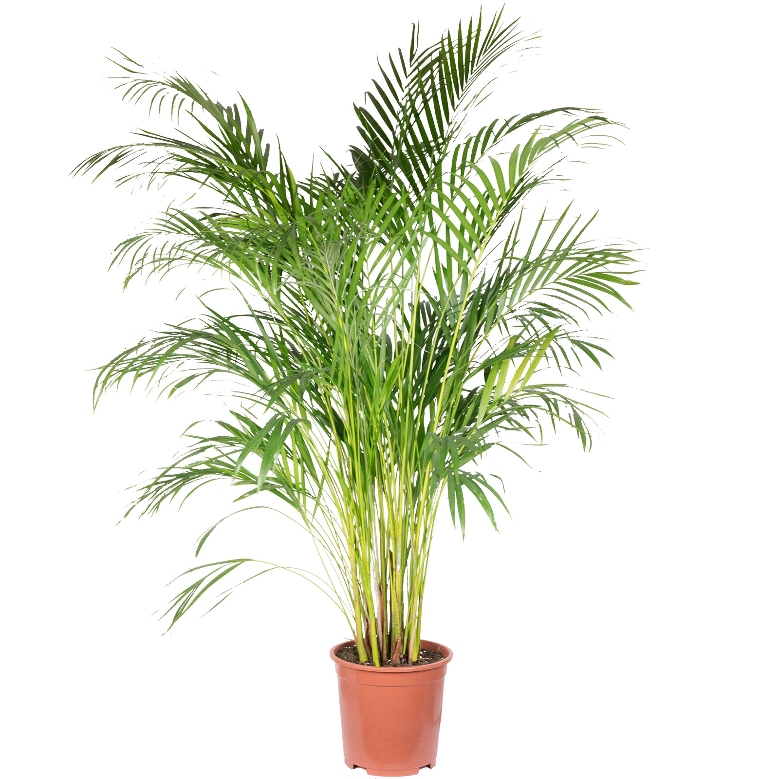Exotenherz Goldfruchtpalme (Areca) | Luftreinigende Zimmerpflanze | Pflegeleicht | Im 12 Cm Topf