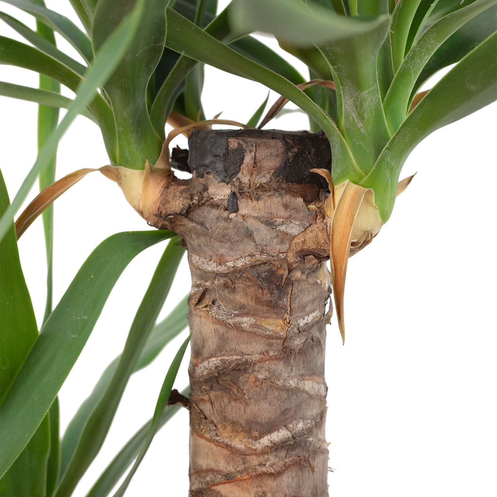 Dominik Yucca-Palme, 2-stämmig, Ca. 60 Cm - Pflegeleichte Zimmerpflanze Für Drinnen & Draußen