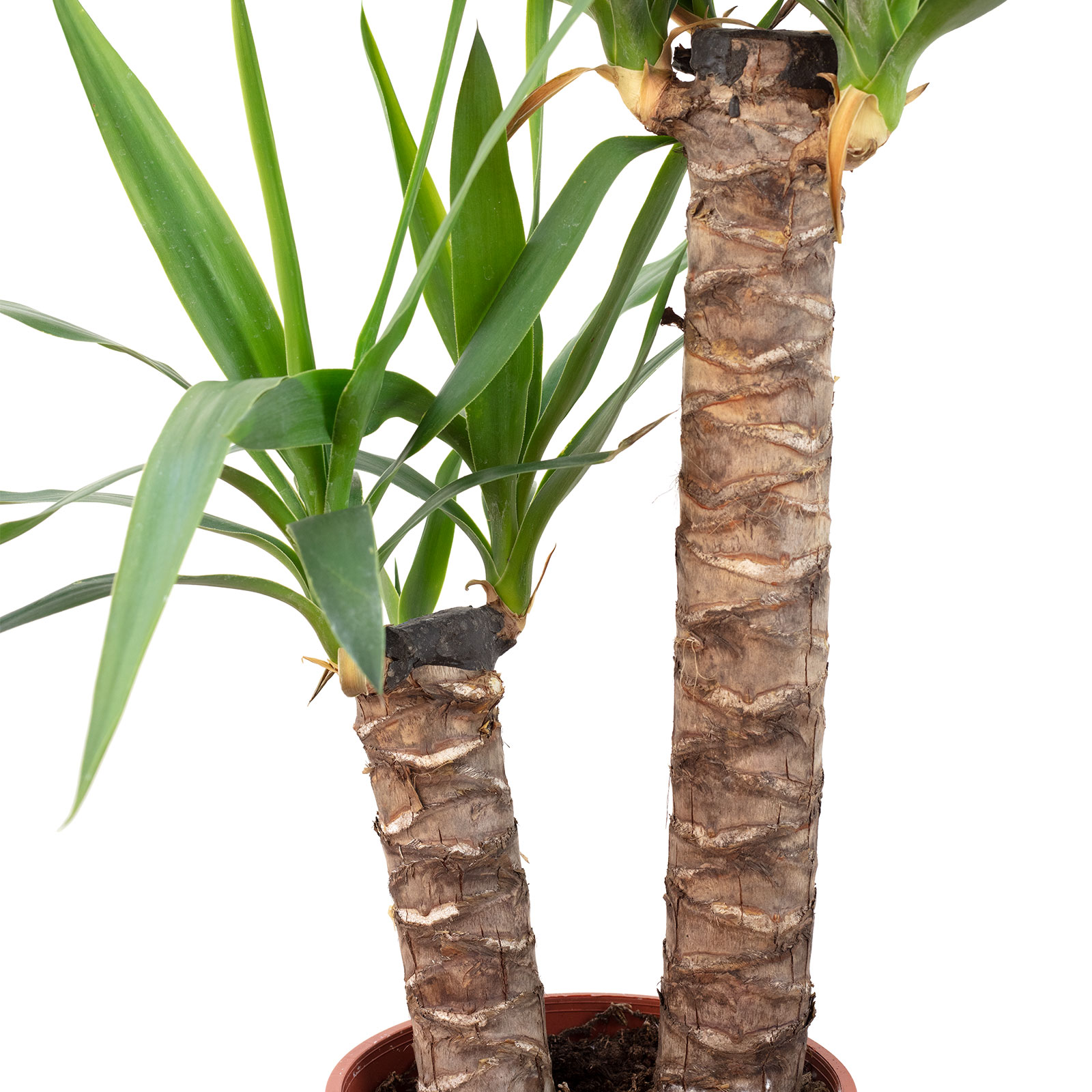 sansevieria masoniana victoria Sansevieria masoniana 