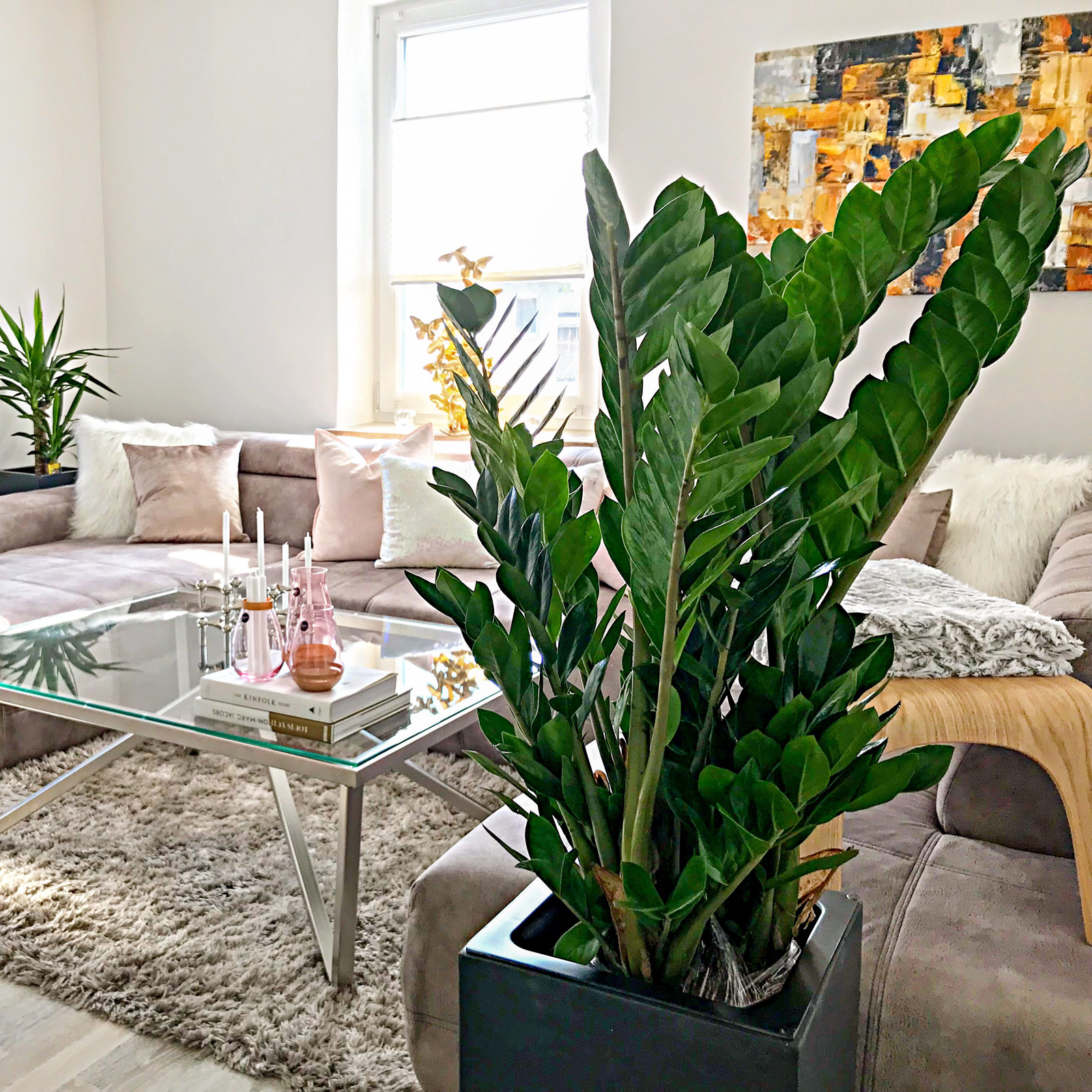 Glcksfeder - Zamioculcas zamiifolia 9+ - Hhe 90 cm, Topf- 21 cm |  Flowerbox Pro Floristikbedarf Onlineshop (vormals Blumenzentrale)