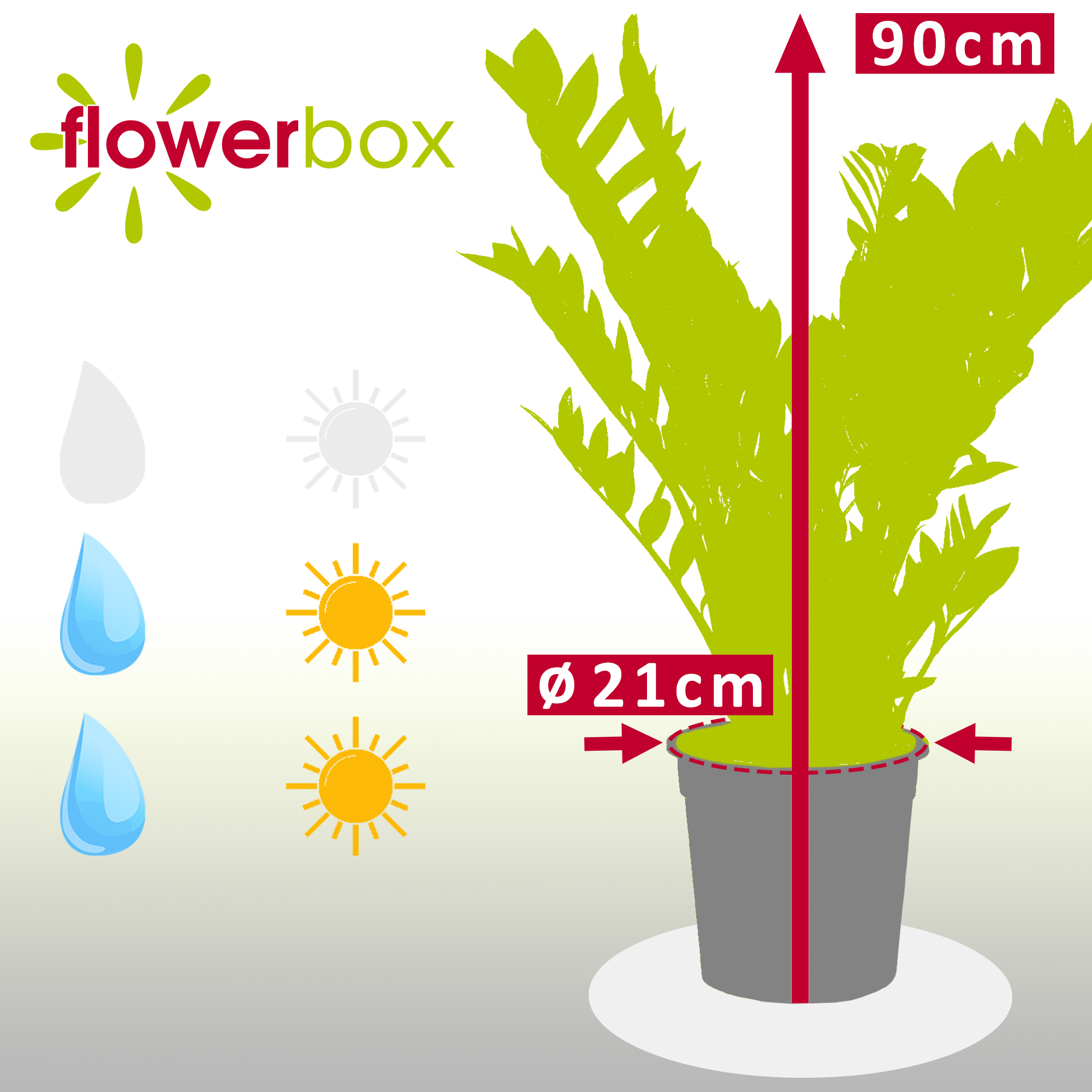 Glcksfeder - Zamioculcas zamiifolia 9+ - Hhe 90 cm, Topf- 21 cm | eBay.de