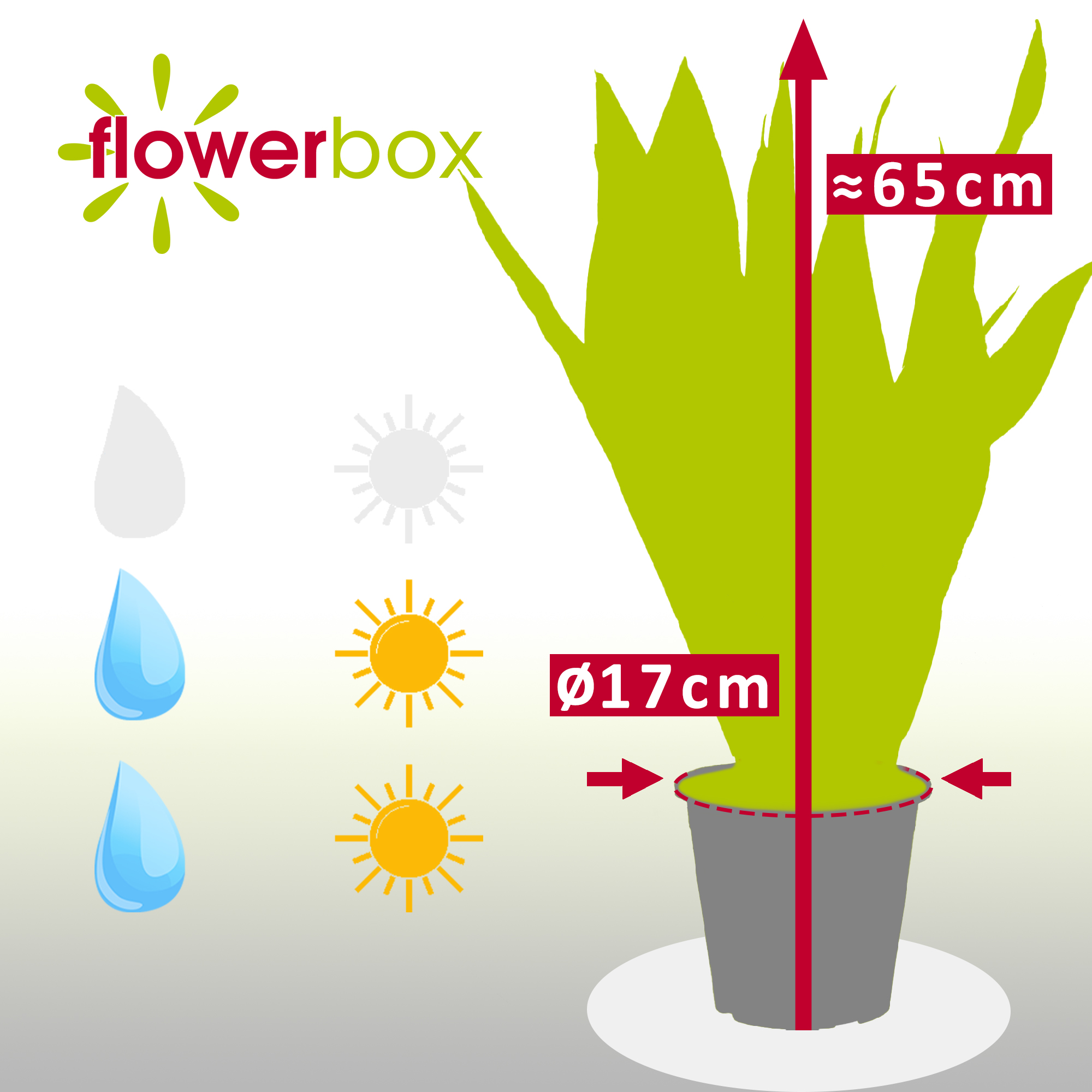 Bogenhanf - Sansevieria zeylanica - Hhe ca. 65 cm, Topf- 17 cm | eBay.de