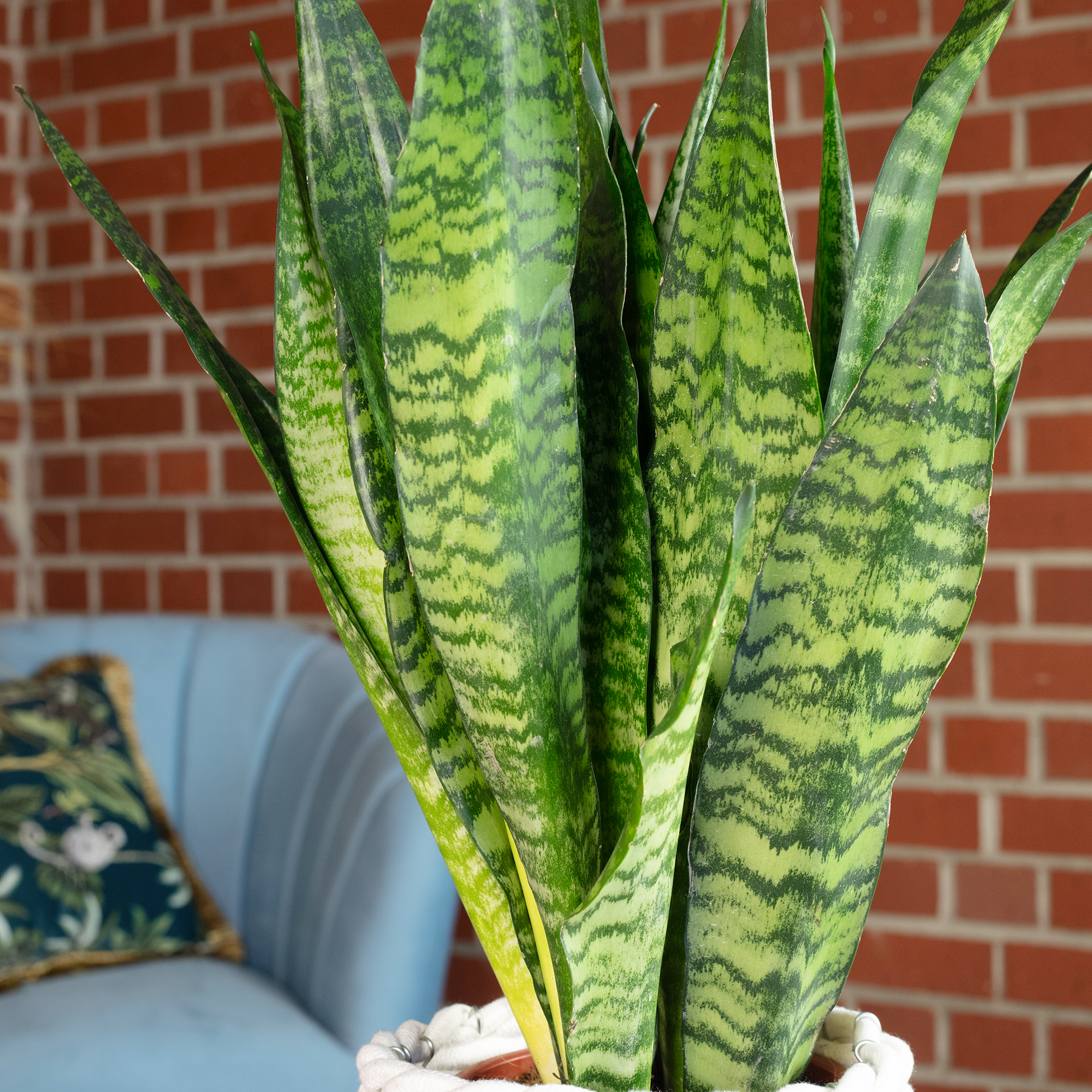 Bogenhanf - Sansevieria zeylanica - Hhe ca. 65 cm, Topf- 17 cm | eBay.de