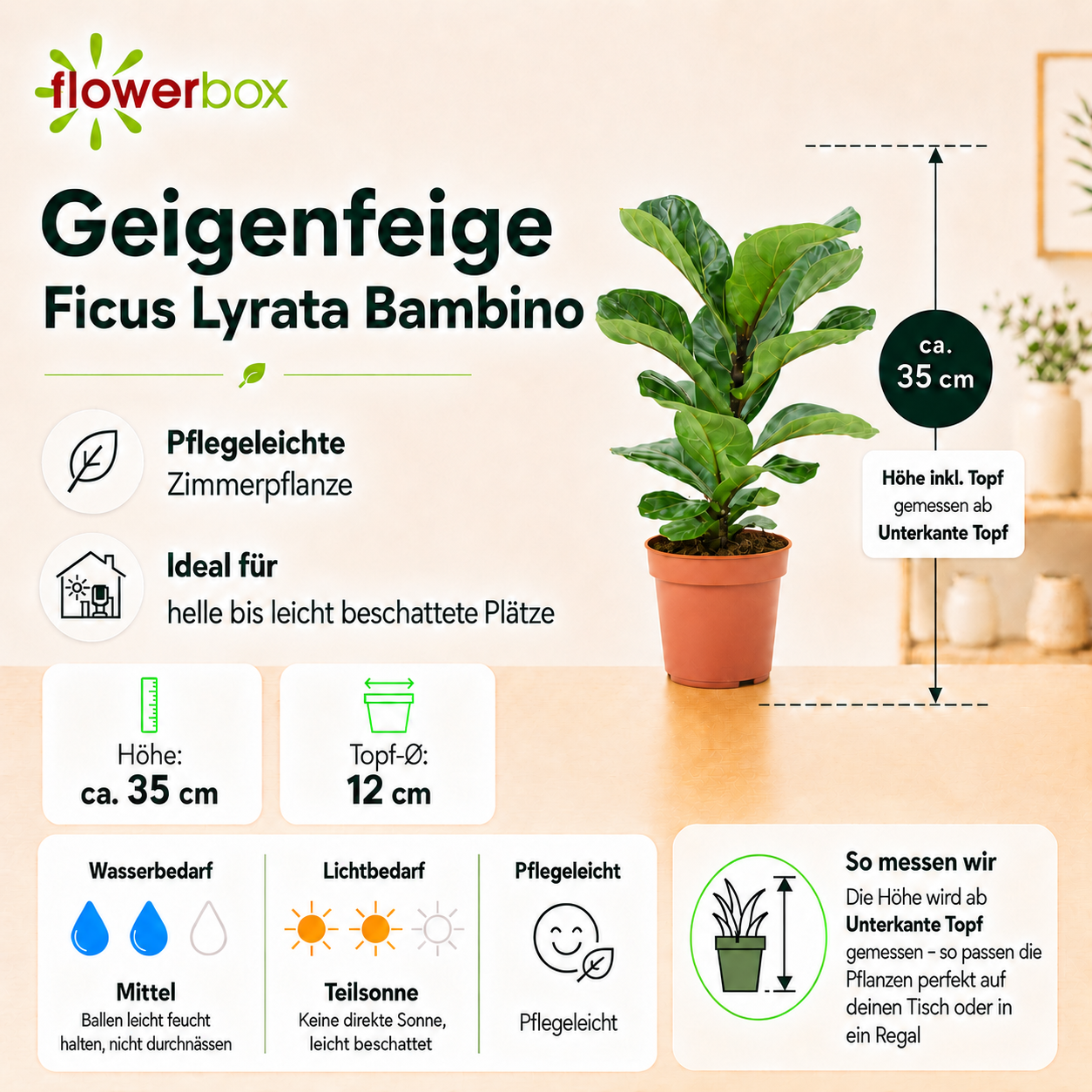 kentia palme klein Hydro Kingsize Kentia Palme 110-120cm – Green Me Up main image 0