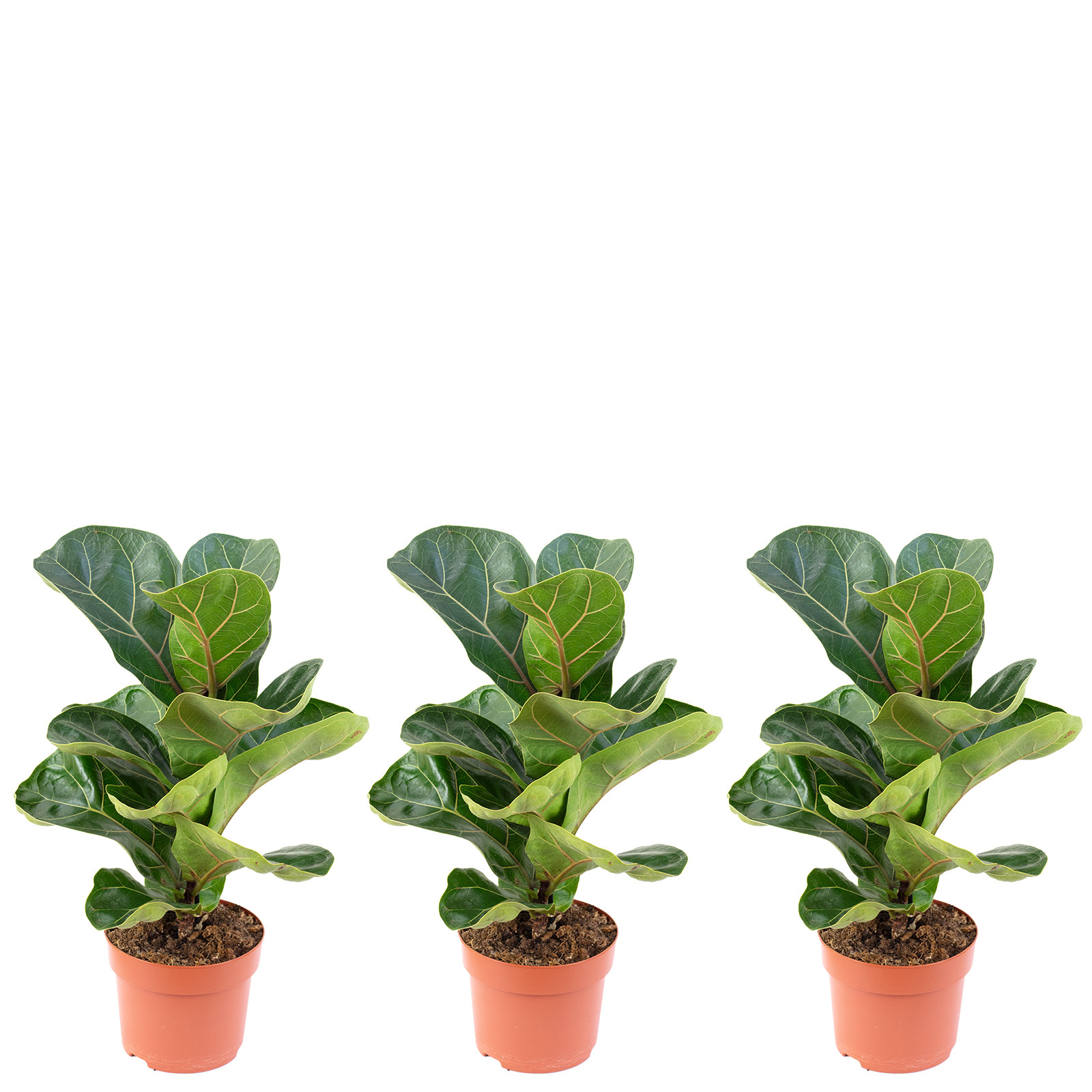 hedera woerneri Efeu 'Woerner' (Fertighecke) kaufen | Hedera helix 'Woerner' main image 0