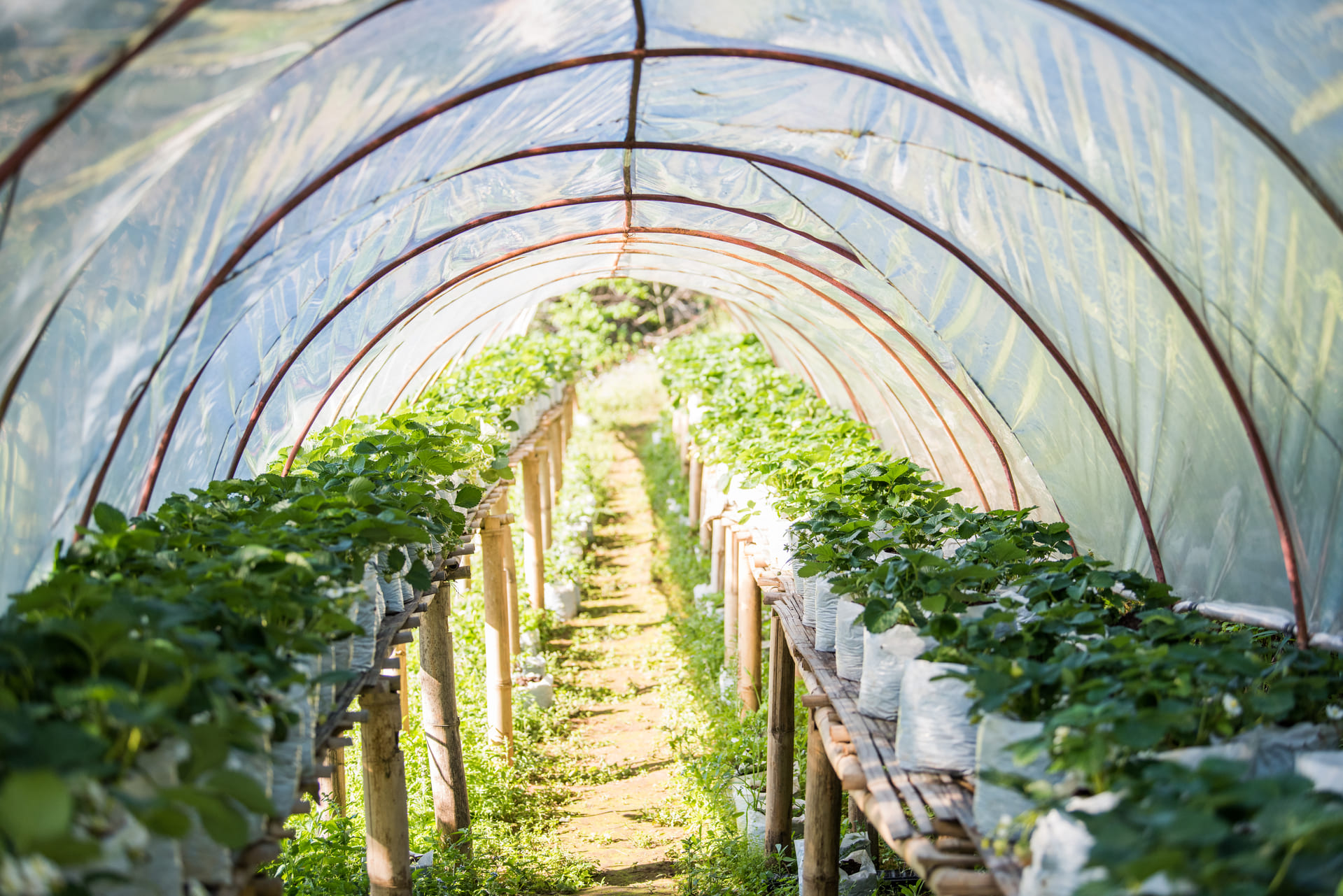 Foliengewächshäuser - Ein umfassender Leitfaden