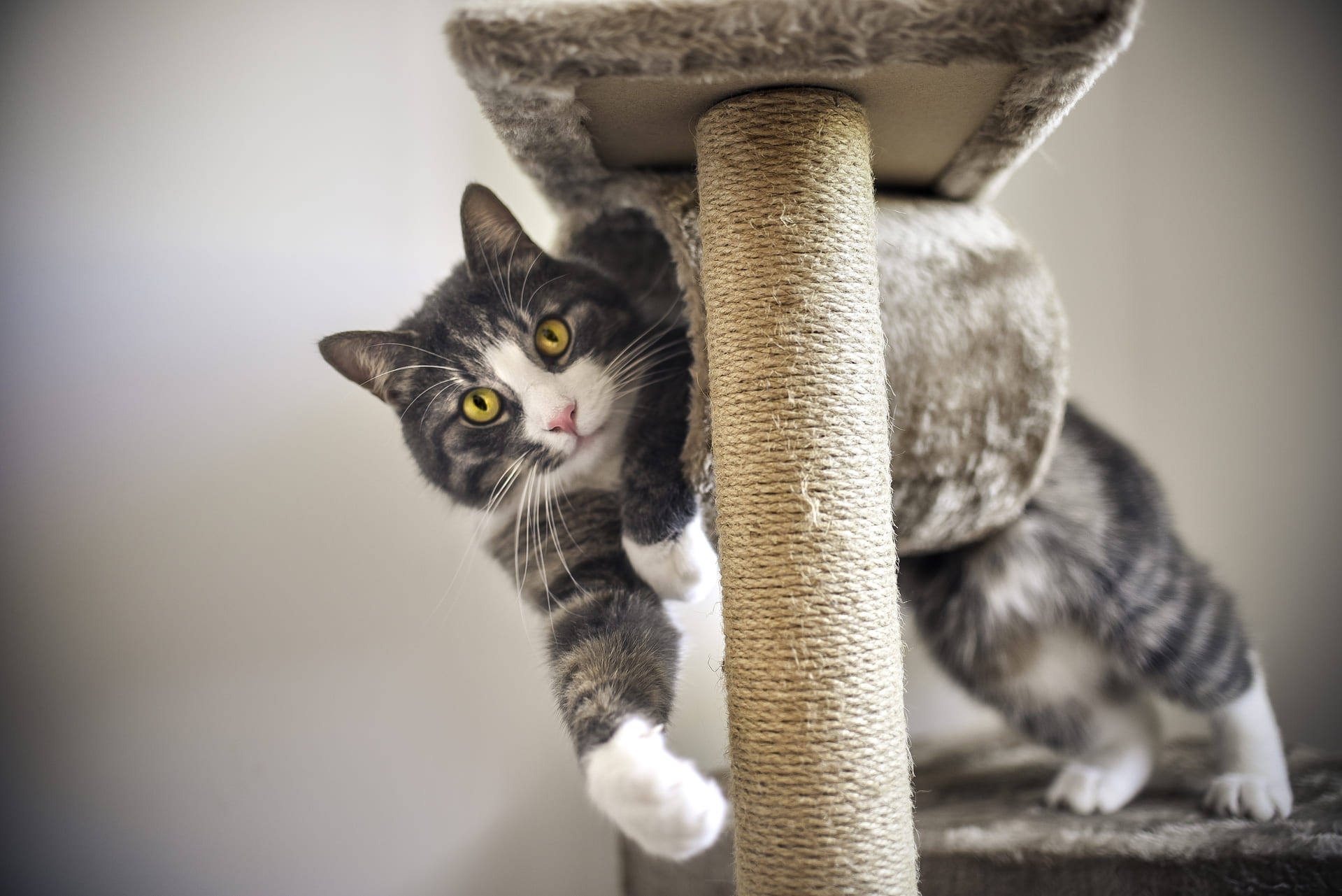 Kratzbäume für Wohnungskatzen: Wie sie das Indoor-Leben Ihrer Katze bereichern können