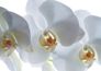 Wallpaper poster photo flower orchid white 127 x 180cm 1