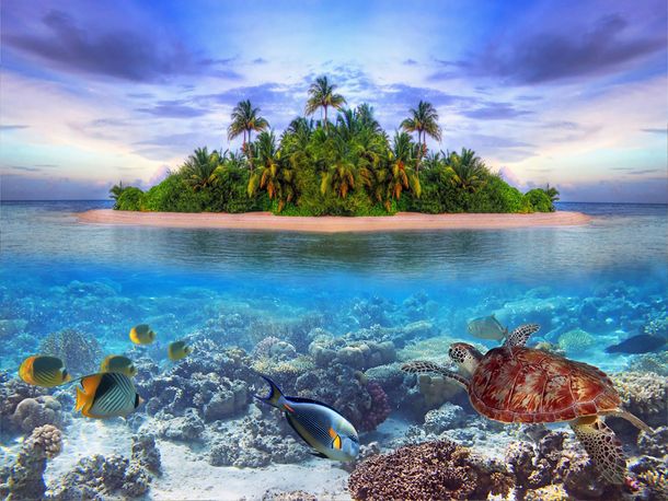 Photo wallpaper sea fishes beach palms island | paper non woven Des-17