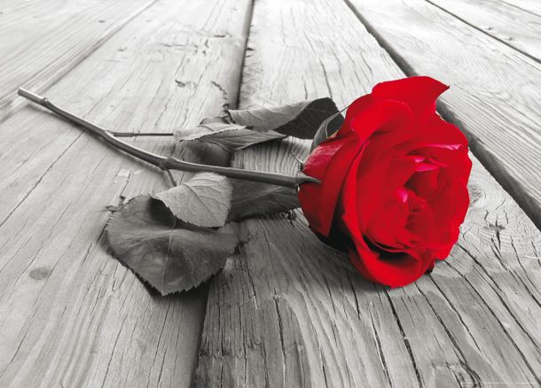 Photo wallpaper flower Rose nature | paper non woven Des-24