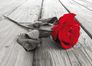 Photo wallpaper flower Rose nature | paper non woven Des-24 1