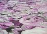 Self-adhesive wallpaper rose petals rose Panel 368381 3