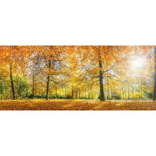 Photo Non-Woven Wallpaper Forest Autumn green orange