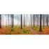 Photo Non-Woven Wallpaper Trees Forest Dust brown green 1