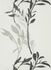 Non-woven wallpaper floral branch white black 10138-10 1