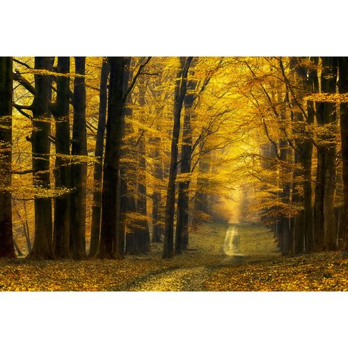 Photo Wallpaper Enchanted Forest brown yellow DD109250