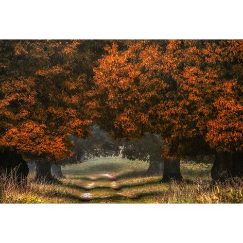 Photo Wallpaper Forest Path Autumn brown DD109270