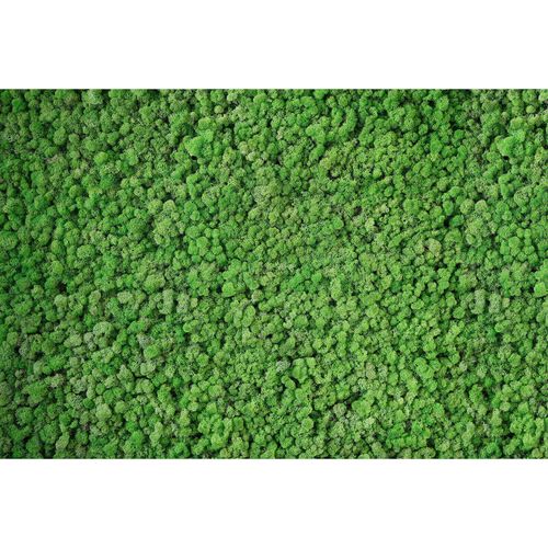 Photo Wallpaper Moss green AS Creation DD108835