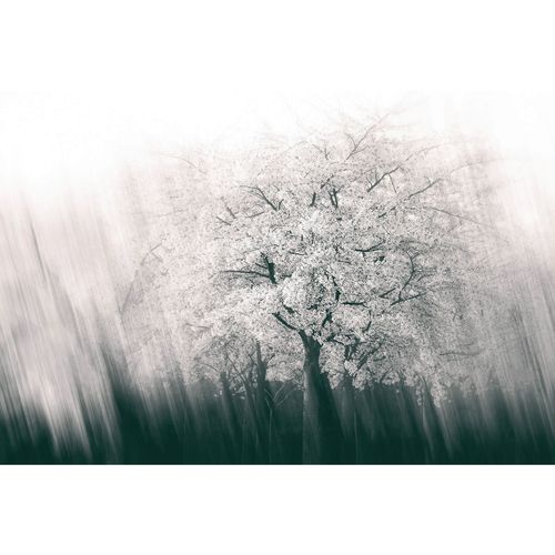 Photo Wallpaper Tree grey black AS Creation DD109305