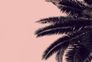 Photo Wallpaper Non-Woven Palm Nature pink black 2