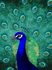 Photo Wallpaper Non-Woven Peacock Bird Art green purple 2