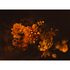 Picture Photo Wallpaper Blossoms Flowers Floral orange black 1