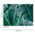 Picture Photo Wallpaper Banana Leaves green Designwalls 3