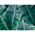 Image Photo Wallpaper Banana Leaves green Designwalls 2