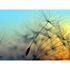 Photo Wallpaper Dandelion blue yellow black Designwalls 2