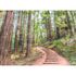 Image Photo Wallpaper Forest Stairs Path green brown 2