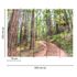 Picture Photo Wallpaper Forest Stairs Path green brown 3