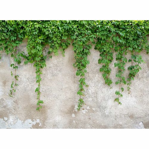 Photo Wallpaper Climbing Plants Wall Plaster green grey