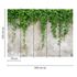 Photo Wallpaper Climbing Plants Wall Plaster green grey 3