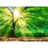 Image Photo Wallpaper Forest Tree Light Sun green yellow brown 2